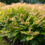 Tavoľníkovec jarabinolistý (Sorbaria sorbifolia) ´SEM®´ - výška 20-30 cm, kont. C3L